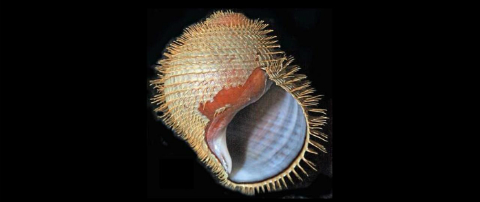 jon strummer schnecke