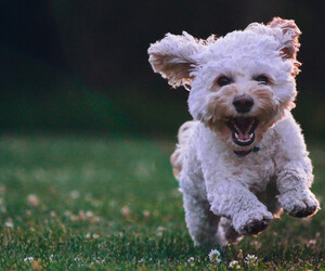 Hunde lieben Soft Rock