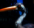 Antony Szmierek: Decoding Birdsong